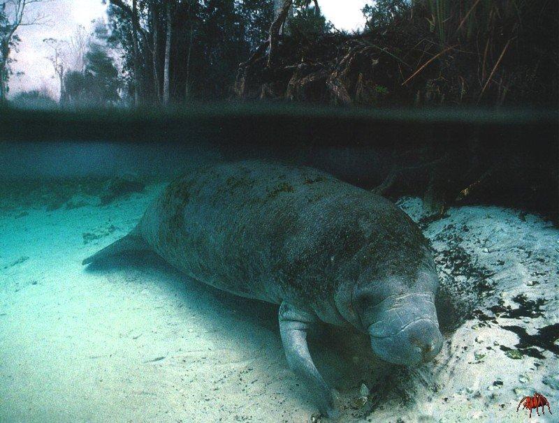 West Indian Manatee (Trichechus manatus) {!--카리브바다소,해우(海牛)-->; DISPLAY FULL IMAGE.