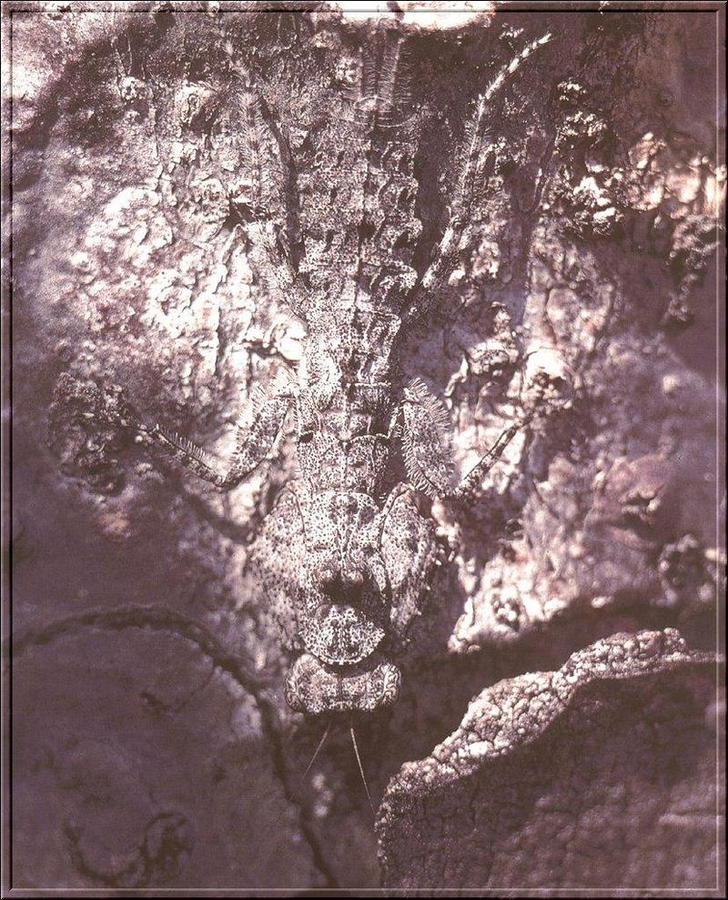 African Mantis (Mantis religiosa) {!--사마귀(아프리카)-->; DISPLAY FULL IMAGE.
