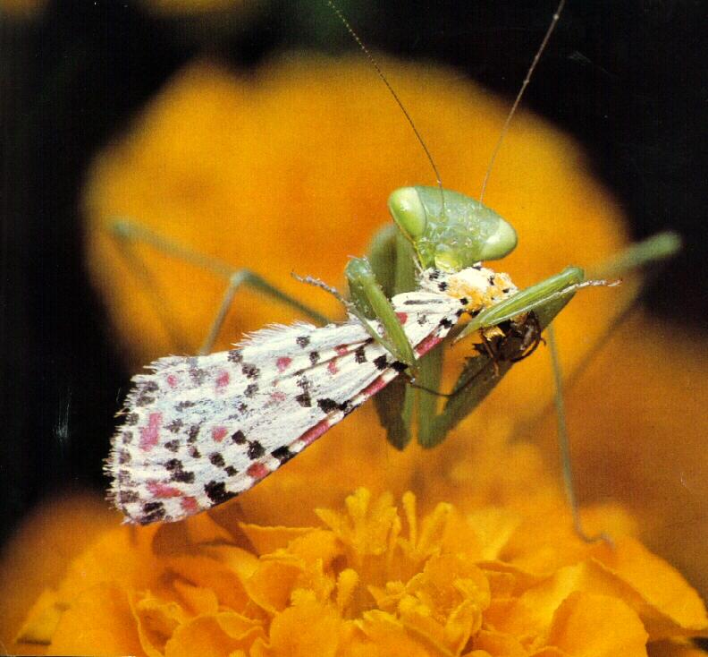 African Mantis {!--사마귀(아프리카)-->; DISPLAY FULL IMAGE.