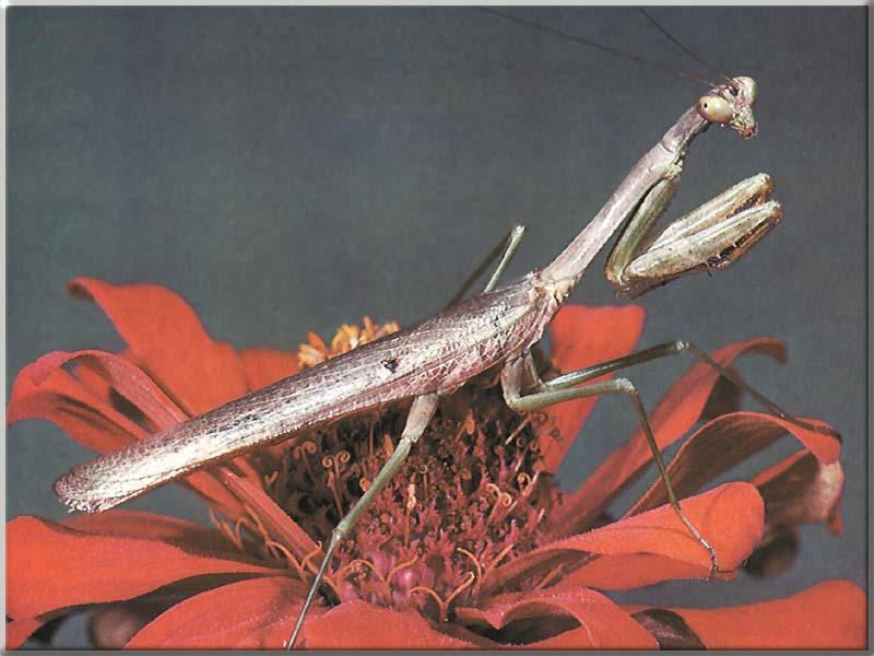 Praying Mantis {!--사마귀-->; DISPLAY FULL IMAGE.