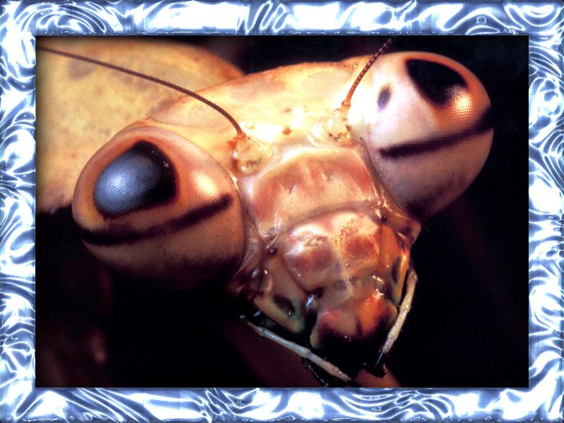 Praying Mantis {!--사마귀-->; DISPLAY FULL IMAGE.