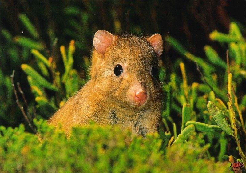 Burrowing Bettong (Bettongia lesueur) {!--굴파기쥐캥거루-->; DISPLAY FULL IMAGE.