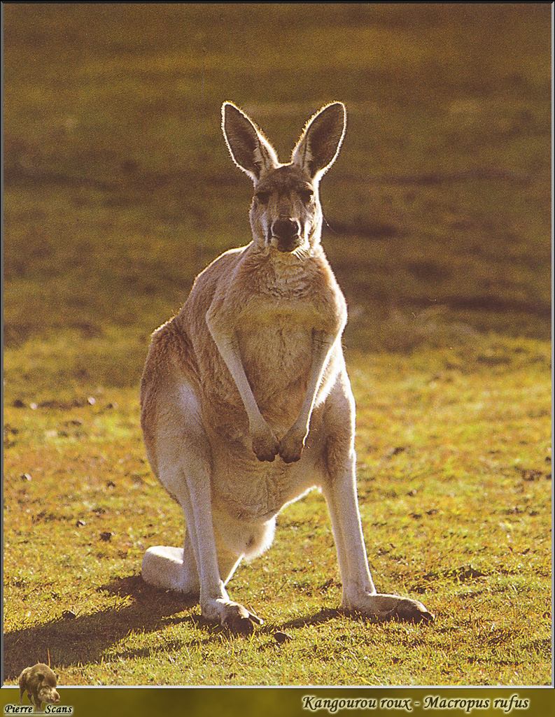 Red Kangaroo (Macropus rufus) {!--붉은캥거루-->; DISPLAY FULL IMAGE.