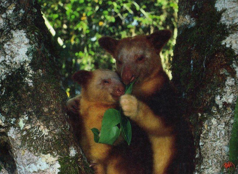 Goodfellow's Tree Kangaroo (Dendrolagus goodfellowi) {!--굿펠로우나무타기캥거루-->; DISPLAY FULL IMAGE.