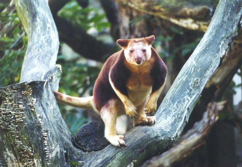 Goodfellow's Tree Kangaroo (Dendrolagus goodfellowi) {!--굿펠로우나무타기캥거루-->; DISPLAY FULL IMAGE.