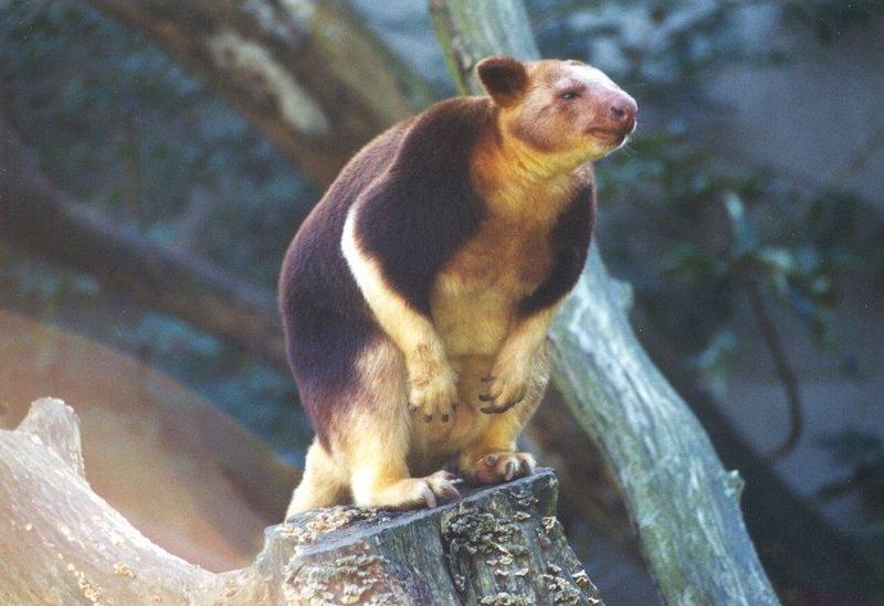 Goodfellow's Tree Kangaroo (Dendrolagus goodfellowi) {!--굿펠로우나무타기캥거루-->; DISPLAY FULL IMAGE.