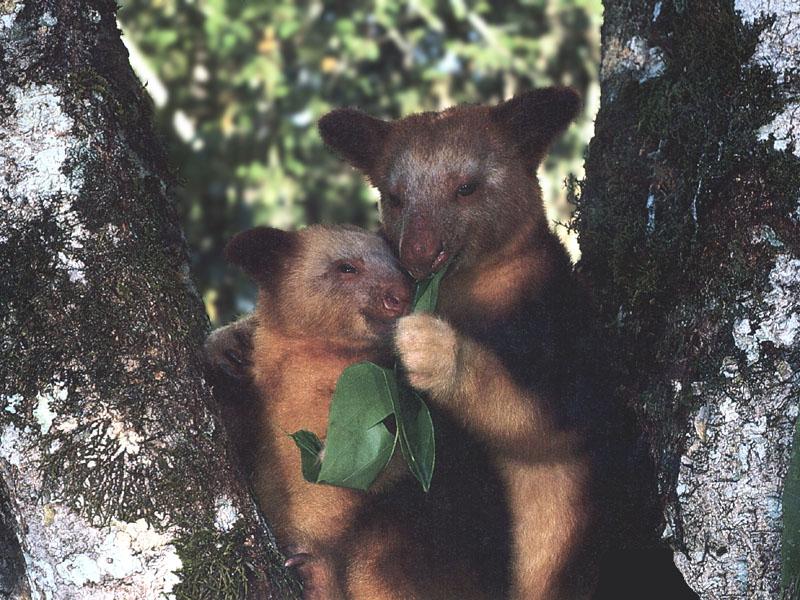 Goodfellow's Tree Kangaroo (Dendrolagus goodfellowi) {!--굿펠로우나무타기캥거루-->; DISPLAY FULL IMAGE.