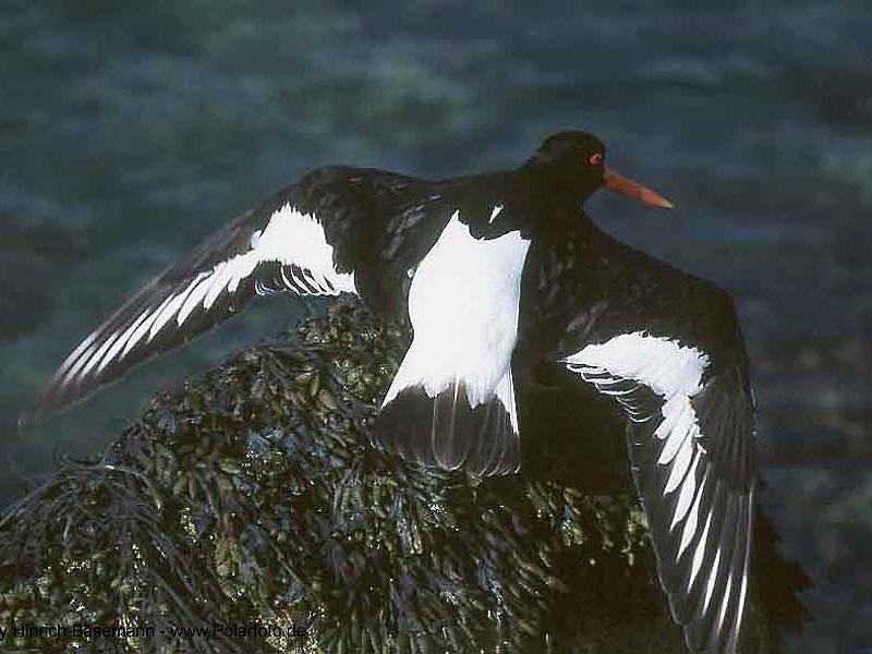 Eurasian Oystercatcher (Haematopus ostralegus) {!--검은머리물떼새-->; DISPLAY FULL IMAGE.