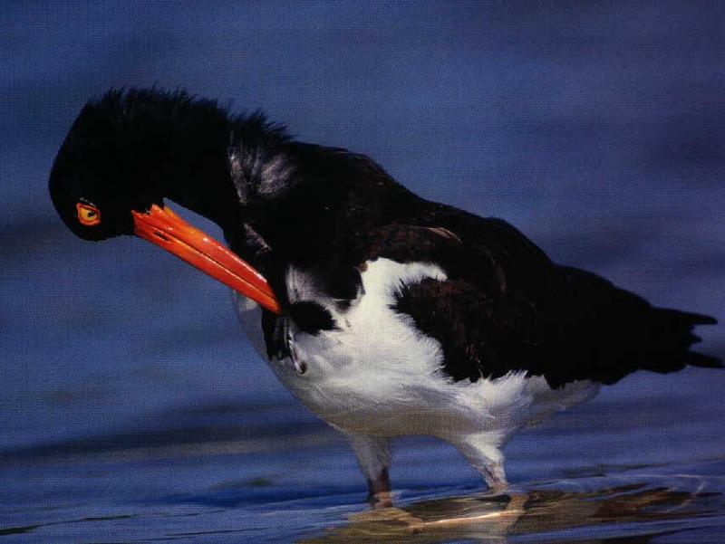 Eurasian Oystercatcher (Haematopus ostralegus) {!--검은머리물떼새-->; DISPLAY FULL IMAGE.