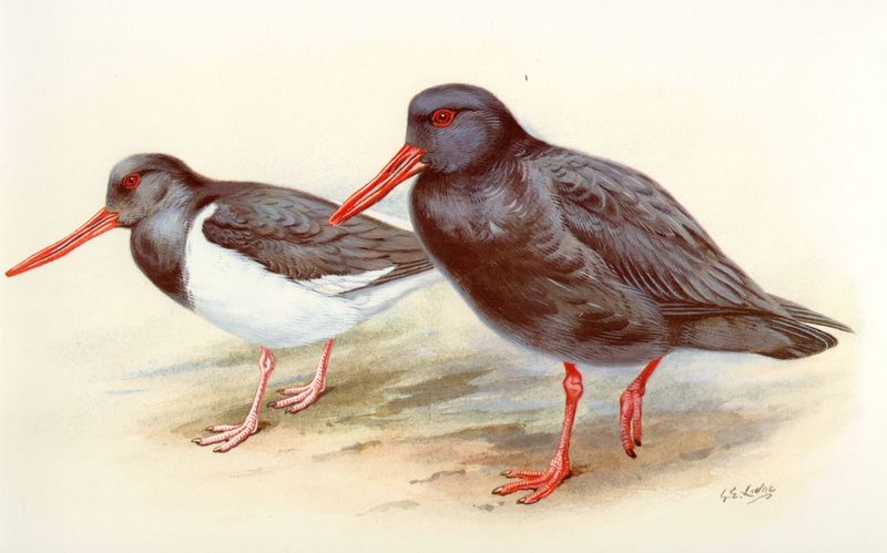 South Island Oystercatcher (Haematopus finschi) & Sooty Oystercatcher (Haematopus fuliginosus) {!--호주검은머리물떼새-->; DISPLAY FULL IMAGE.