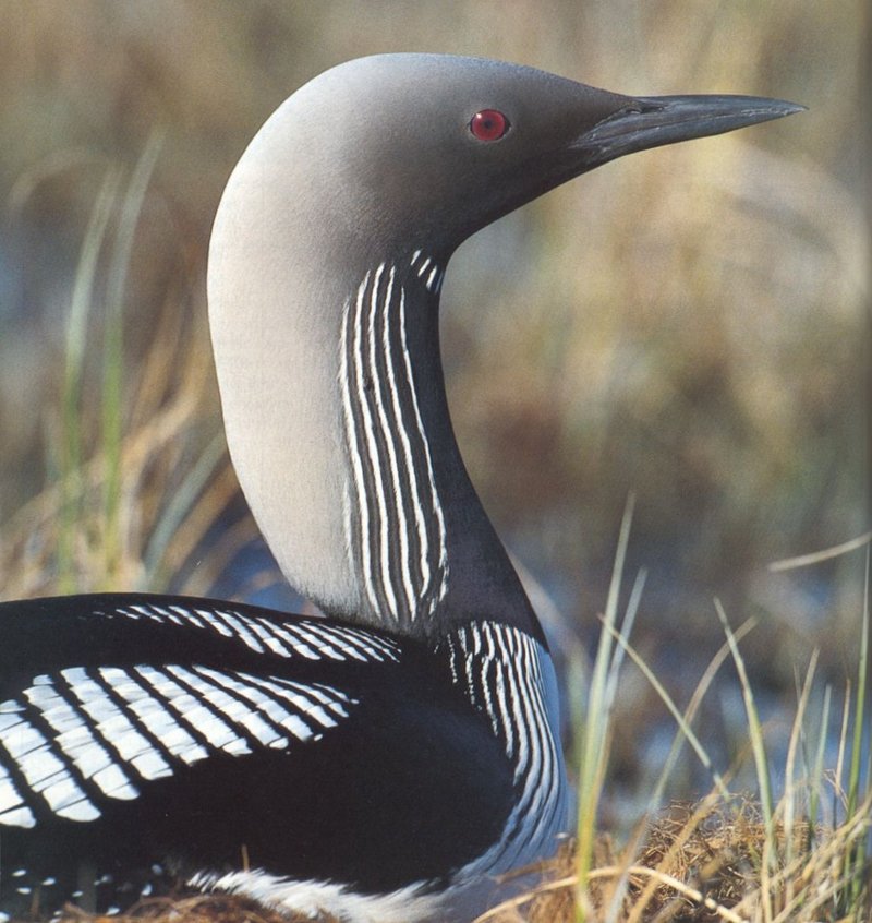 Arctic Loon (Gavia arctica) {!--큰회색머리아비-->; DISPLAY FULL IMAGE.