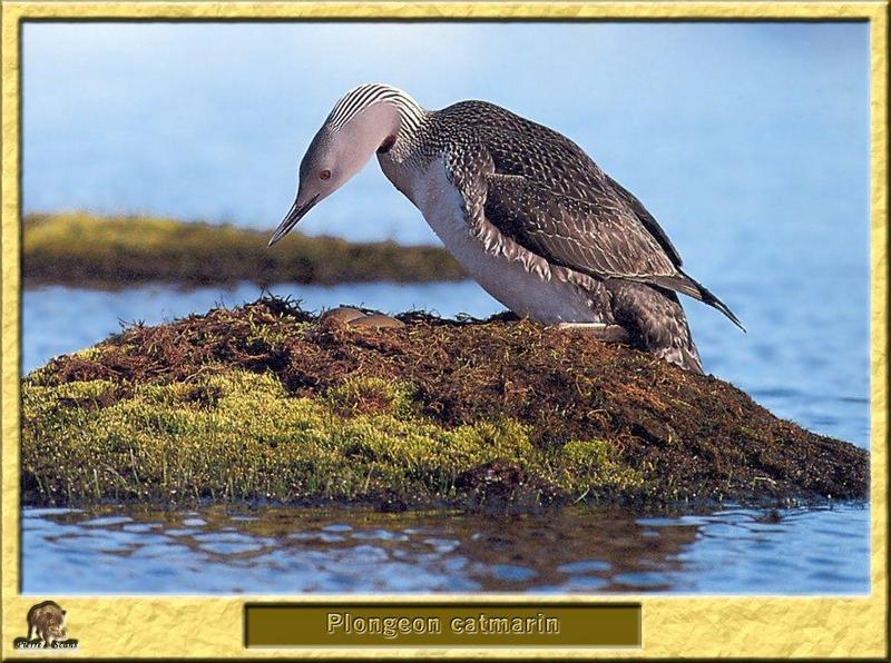 Red-throated Loon (Gavia stellata) {!--아비-->; DISPLAY FULL IMAGE.
