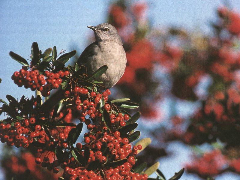 Northern Mockingbird (Mimus polyglottos) {!--흉내지빠귀(북미)-->; DISPLAY FULL IMAGE.