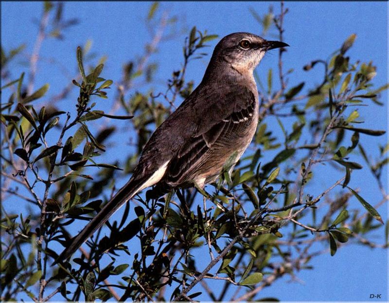 Northern Mockingbird (Mimus polyglottos) {!--흉내지빠귀(북미)-->; DISPLAY FULL IMAGE.