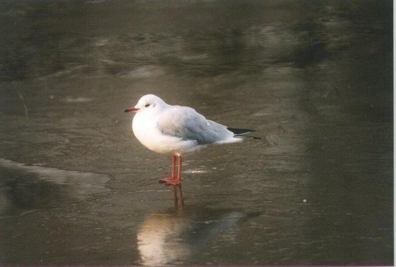 Black-headed Gull (Larus ridibundus) {!--붉은부리갈매기-->; DISPLAY FULL IMAGE.