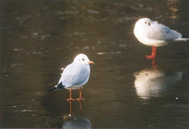 Black-headed Gull (Larus ridibundus) {!--붉은부리갈매기-->; DISPLAY FULL IMAGE.