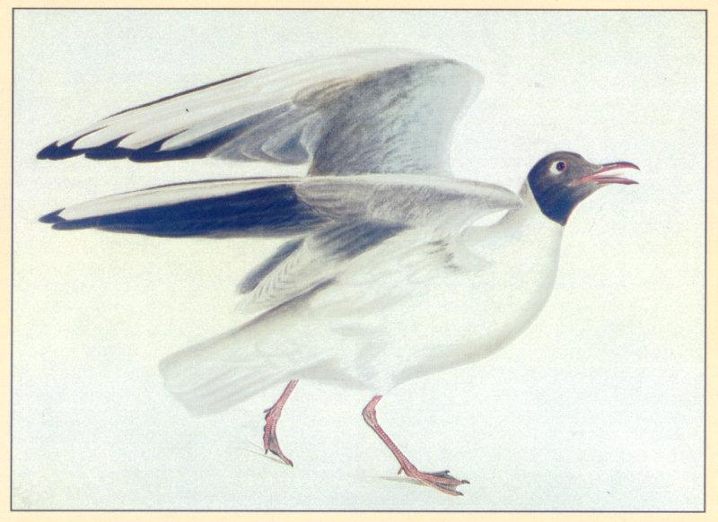 [Animal Art] Black-headed Gull (Larus ridibundus) {!--붉은부리갈매기-->; DISPLAY FULL IMAGE.