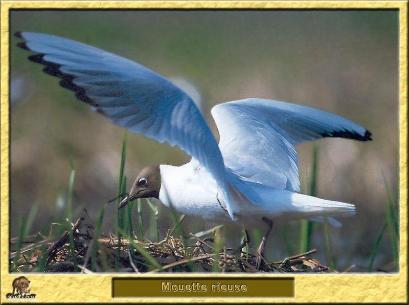 Black-headed Gull (Larus ridibundus) {!--붉은부리갈매기-->; DISPLAY FULL IMAGE.