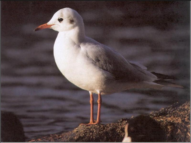 Black-headed Gull (Larus ridibundus) {!--붉은부리갈매기-->; DISPLAY FULL IMAGE.