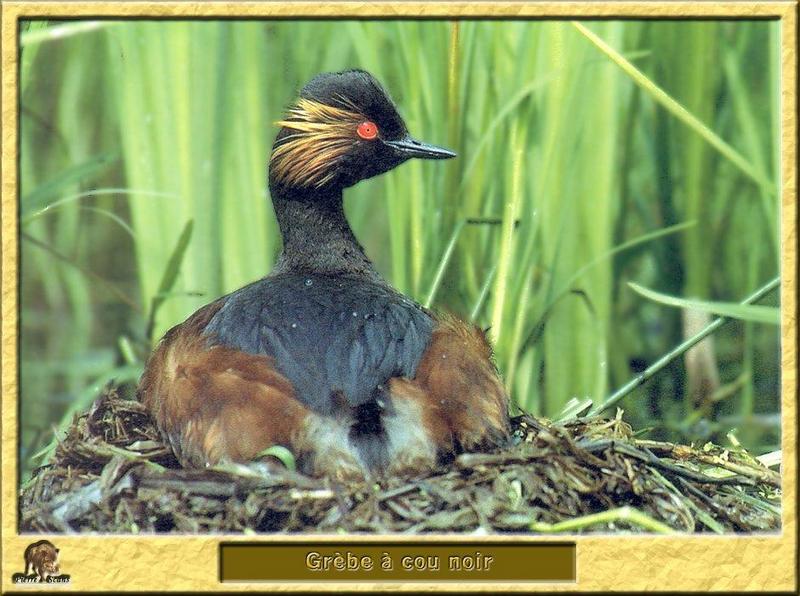 Black-necked Grebe on nest (Podiceps nigricollis) {!--검은목논병아리-->; DISPLAY FULL IMAGE.