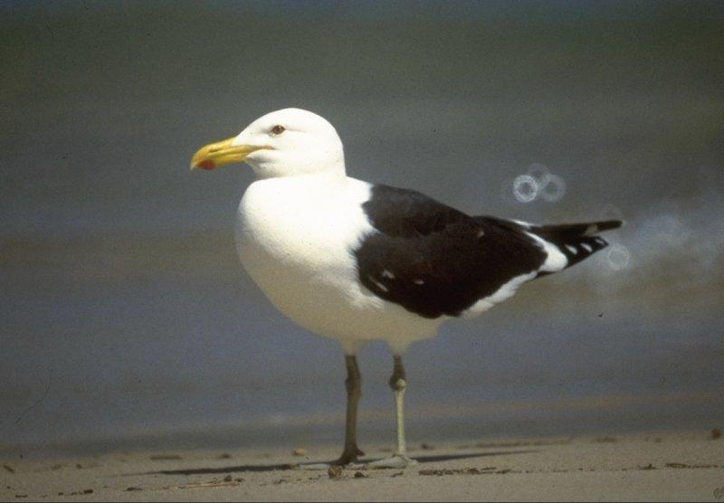 Kelp Gull = Southern Black-backed Gull (Larus dominicanus) {!--도미니카갈매기-->; DISPLAY FULL IMAGE.