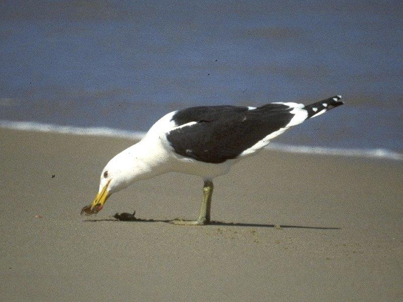 Kelp Gull = Southern Black-backed Gull (Larus dominicanus) {!--도미니카갈매기-->; DISPLAY FULL IMAGE.