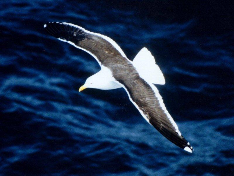 Kelp Gull = Southern Black-backed Gull (Larus dominicanus) {!--도미니카갈매기-->; DISPLAY FULL IMAGE.