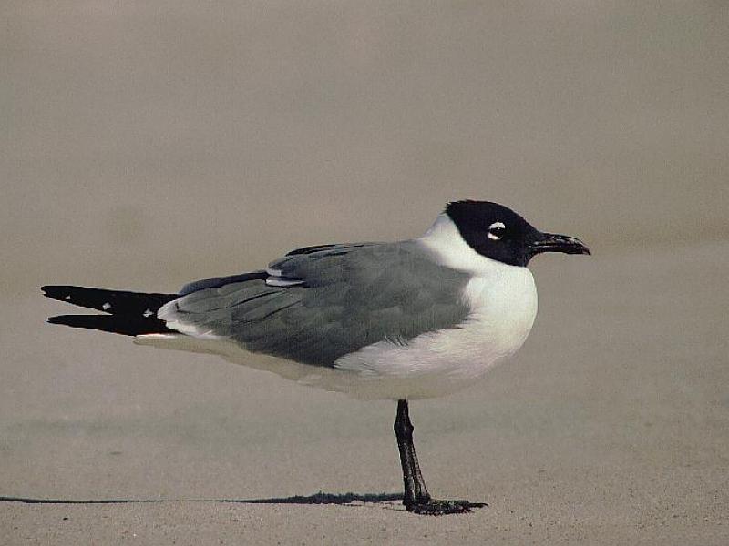 Laughing Gull (Larus atricilla) {!--웃음갈매기-->; DISPLAY FULL IMAGE.