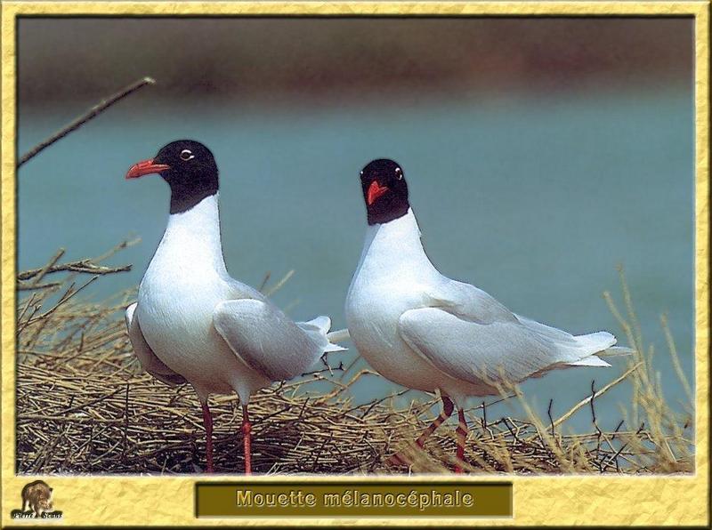 Mediterranean Gull pair (Larus melanocephalus) {!--지중해검은머리갈매기-->; DISPLAY FULL IMAGE.