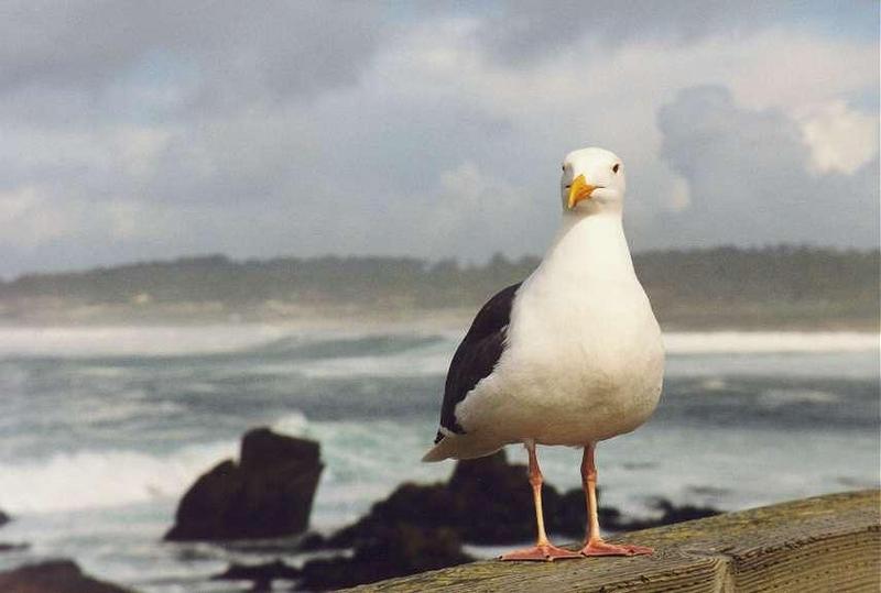 Western Gull (Larus occidentalis) {!--서부갈매기(북미)-->; DISPLAY FULL IMAGE.