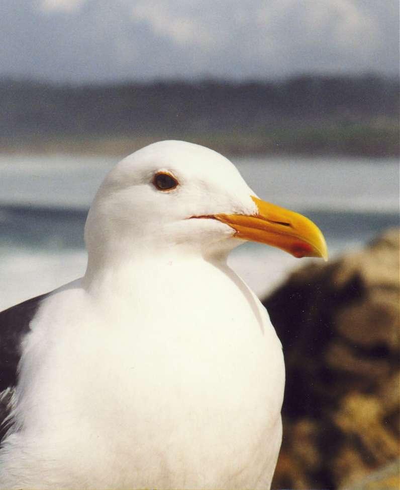 Western Gull (Larus occidentalis) {!--서부갈매기(북미)-->; DISPLAY FULL IMAGE.
