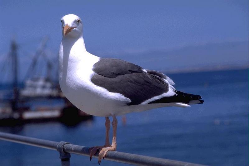 Western Gull (Larus occidentalis) {!--서부갈매기(북미)-->; DISPLAY FULL IMAGE.