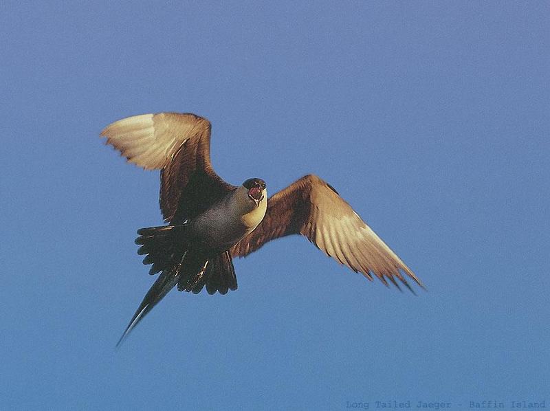 Long-tailed Jaeger (Stercorarius longicaudus) {!--긴꼬리도둑갈매기-->; DISPLAY FULL IMAGE.