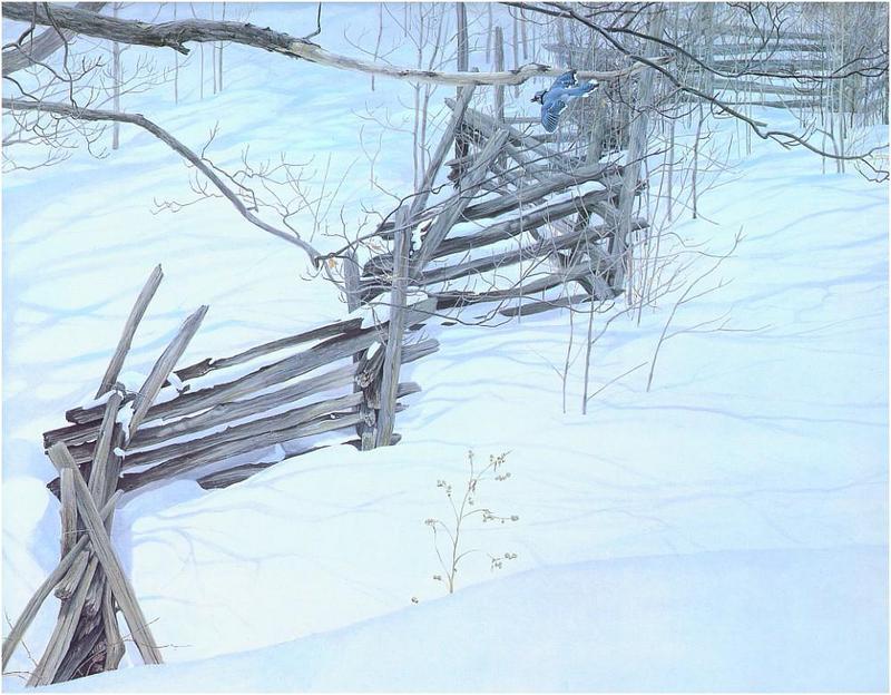[Animal Art - Robert Bateman] Blue Jay (Cyanocitta cristata) {!--아메리카어치(파랑어치,푸른어치)-->; DISPLAY FULL IMAGE.