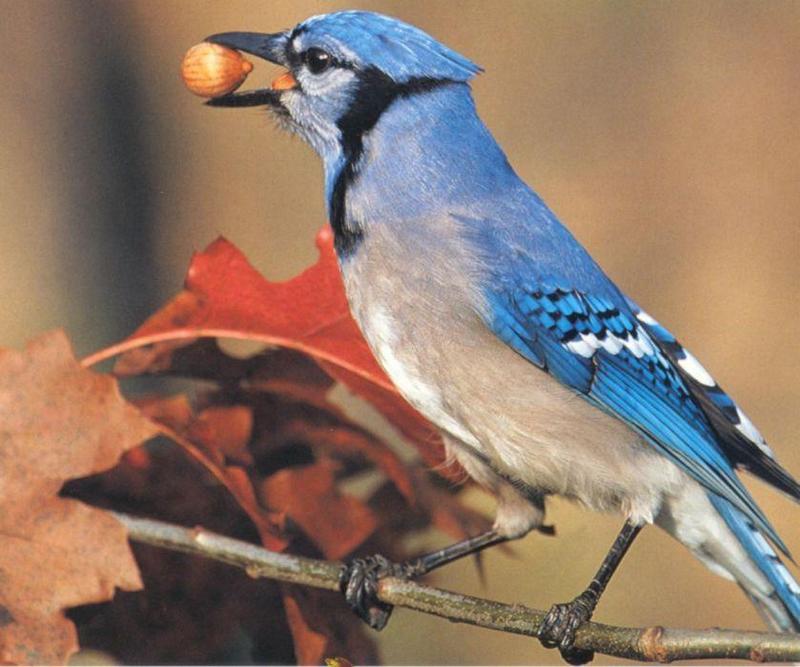 Blue Jay (Cyanocitta cristata) {!--아메리카어치(파랑어치,푸른어치)-->; DISPLAY FULL IMAGE.