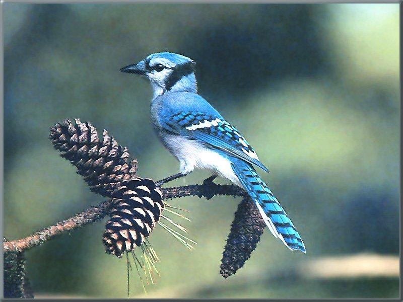 Blue Jay (Cyanocitta cristata) {!--아메리카어치(파랑어치,푸른어치)-->; DISPLAY FULL IMAGE.