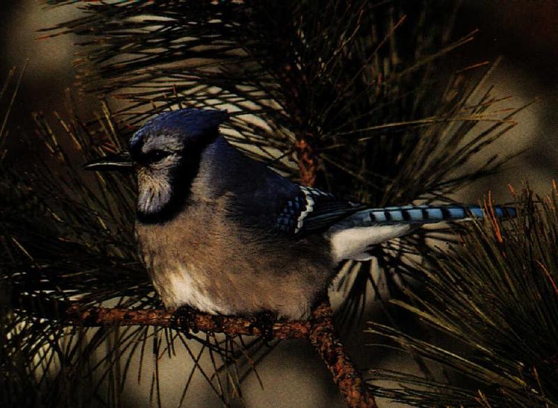 Blue Jay (Cyanocitta cristata) {!--아메리카어치(파랑어치,푸른어치)-->; DISPLAY FULL IMAGE.