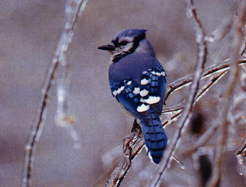 Blue Jay (Cyanocitta cristata) {!--아메리카어치(파랑어치,푸른어치)-->; DISPLAY FULL IMAGE.