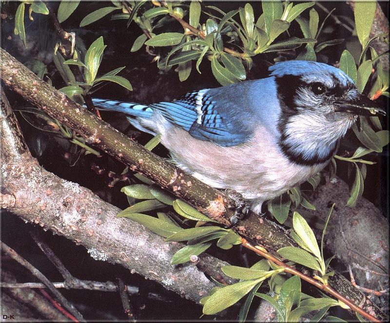 Blue Jay (Cyanocitta cristata) {!--아메리카어치(파랑어치,푸른어치)-->; DISPLAY FULL IMAGE.