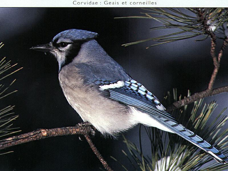 Blue Jay (Cyanocitta cristata) {!--아메리카어치(파랑어치,푸른어치)-->; DISPLAY FULL IMAGE.