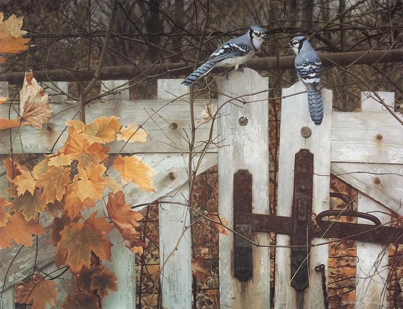 Blue Jay (Cyanocitta cristata) {!--아메리카어치(파랑어치,푸른어치)-->; DISPLAY FULL IMAGE.