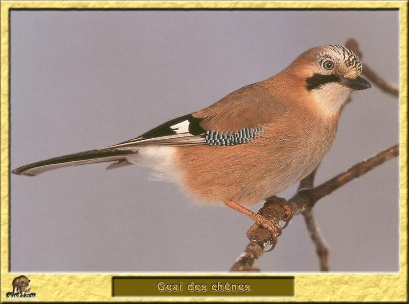 Eurasian Jay (Garrulus glandarius) {!--어치-->; DISPLAY FULL IMAGE.