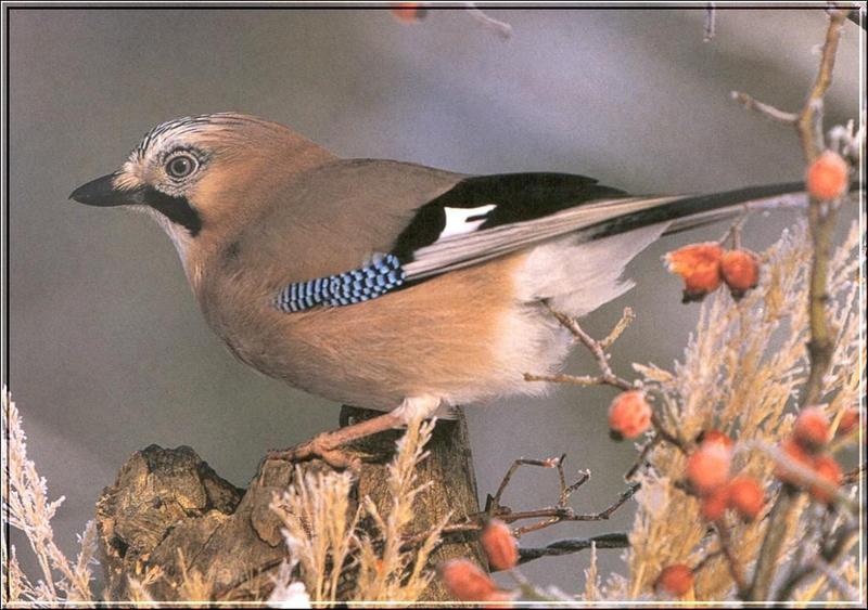 Eurasian Jay (Garrulus glandarius) {!--어치-->; DISPLAY FULL IMAGE.