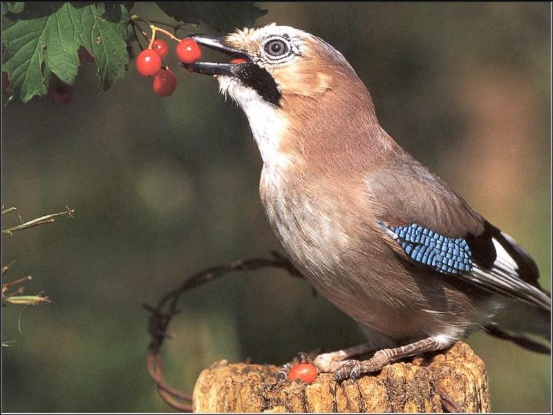 Eurasian Jay (Garrulus glandarius) {!--어치-->; DISPLAY FULL IMAGE.