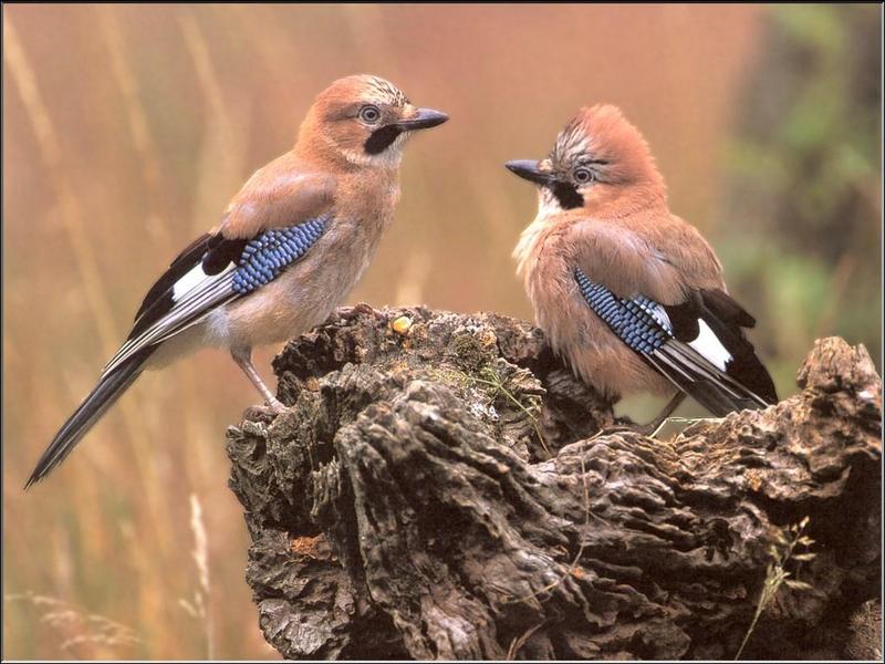 Eurasian Jay pair (Garrulus glandarius) {!--어치-->; DISPLAY FULL IMAGE.