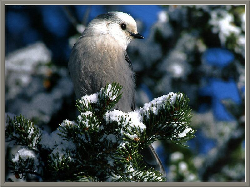 Gray Jay (Perisoreus canadensis) {!--캐나다회색어치-->; DISPLAY FULL IMAGE.
