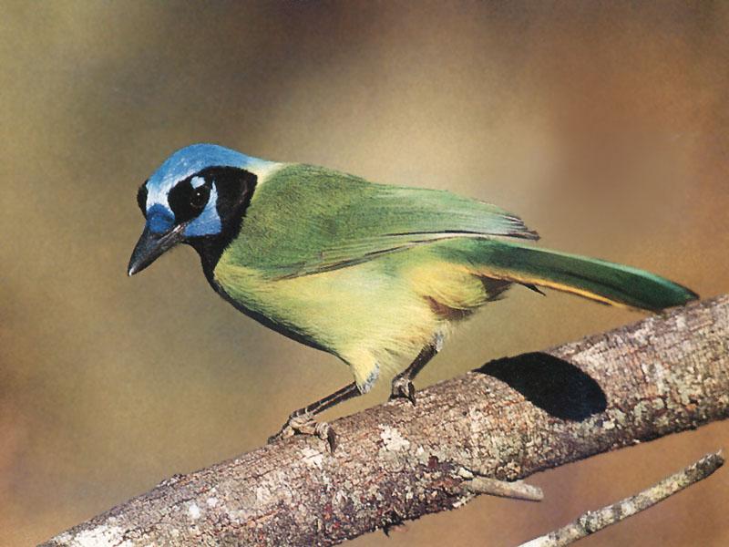 Green Jay (Cyanocorax yncas) {!--잉카어치(초록어치)-->; DISPLAY FULL IMAGE.
