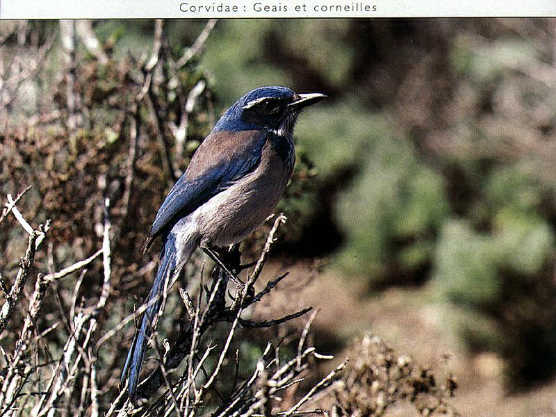 Scrub-jay (Aphelocoma sp.) {!--덤불어치류-->; DISPLAY FULL IMAGE.