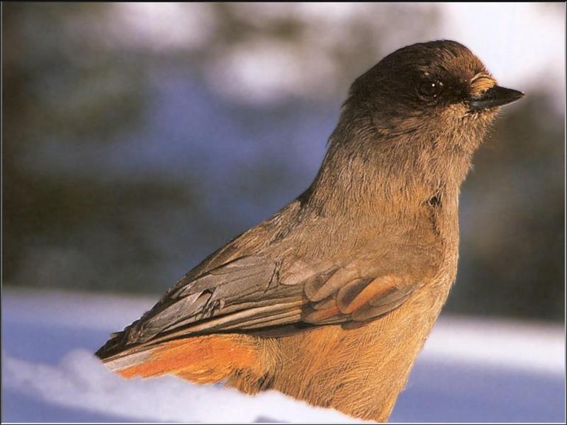 Siberian Jay (Perisoreus infaustus) {!--시베리아어치-->; DISPLAY FULL IMAGE.