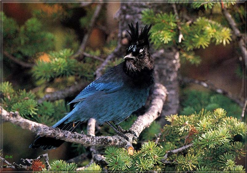 Steller's Jay (Cyanocitta stelleri) {!--검은투구어치(스텔러어치)-->; DISPLAY FULL IMAGE.